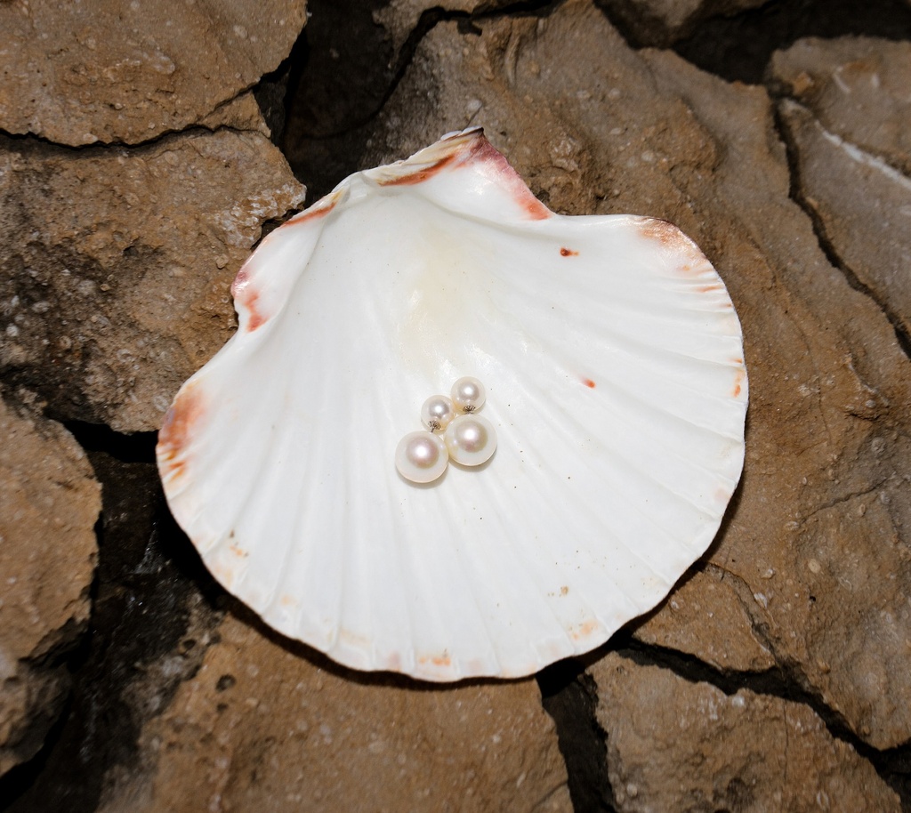 [VCCE10] 8+10mm White Freshwater Pearl Earrings